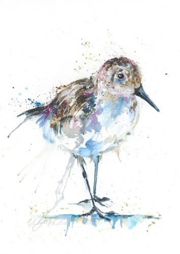 Watercolour sandpiper - a4,