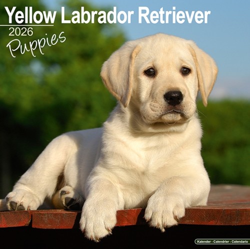 Yellow labrador puppies - labrador,
