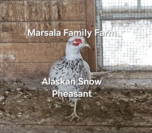 Presale alaskan snow - presale-10,