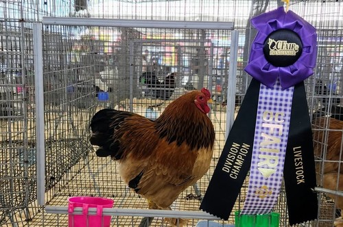 Buff bantam brahma - +,