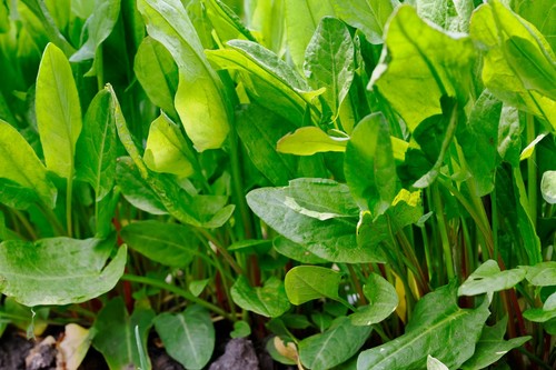 Sorrel plug plants - 6x,