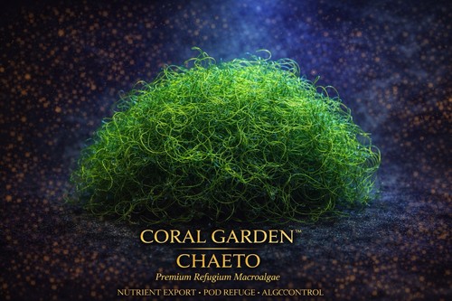 Cheato algae cheatomorpha - algae,
