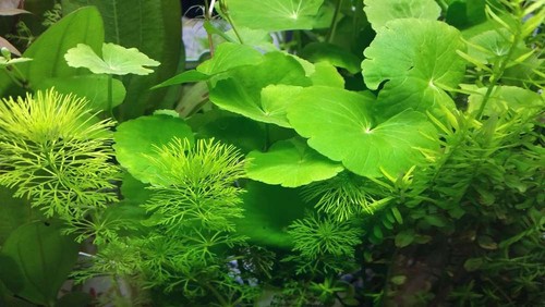 Hydrocotyle leucocephala - hydrocotyle,