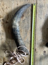 Primitive Bull Cow Horn 05