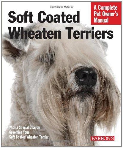 Soft coated wheaten terriers - coated,