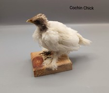 Taxidermy Cochin Chick, Skulls, Bones, Taxidermy, Oddities, Curio, Gothic, Gift