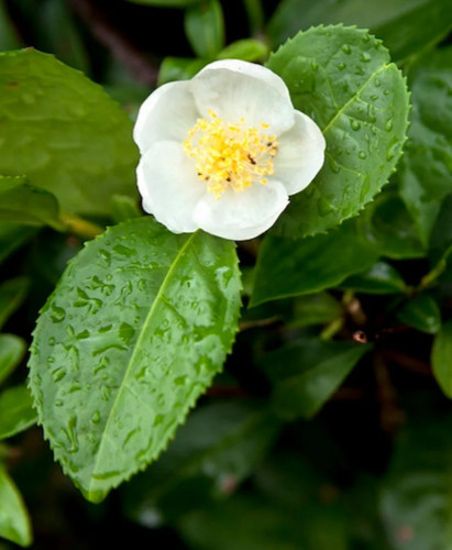 Live camellia sinensis - camellia,