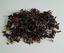 Dried Cornish Seaweed. foraged natural plant fertiliser 300g