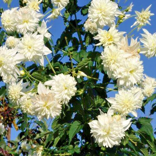 Tree dahlia imperialis alba - tree,