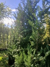 Leylandii Hedging Plants 20L A* Quality Quick Growing Approx 300cm X2 Plants