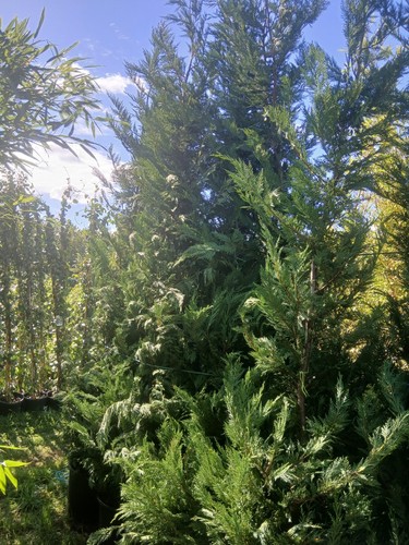Leylandii hedging plants 20l - plants,