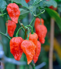 100% Genuine Bangladeshi DORSET Naga Morich Chilli Seeds (10 Seeds) SUPER HOT