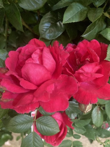 Two climbing rose bushes - two,