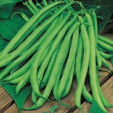 6x Climbing French Bean 'Blue