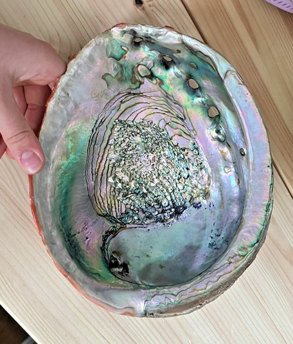 Large 20cm natural red abalone - large,