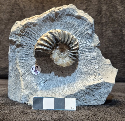Calcite ammonite - calcite,