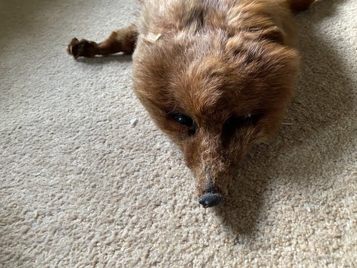 Vintage antique real - vintage/antique, fox
