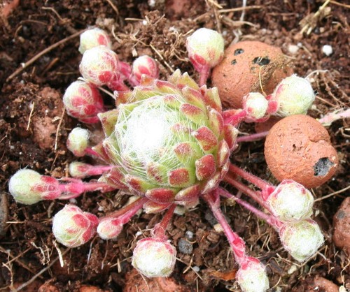 Sempervivum kramers - -,