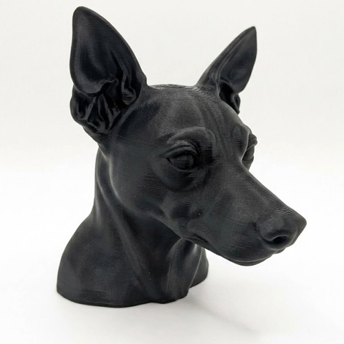 Miniature pinscher dog - dog,