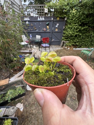 Baby pot full venus - baby, trap