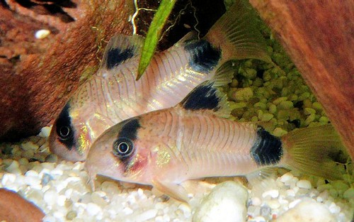 Panda cories cuteness - panda, "cuteness