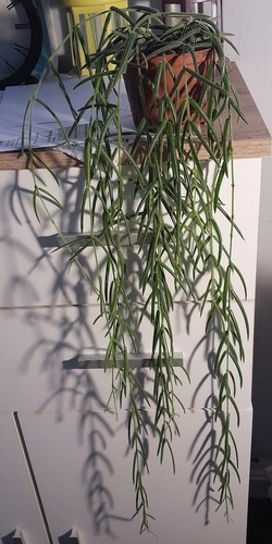 Hoya linearis wax plant - linearis,