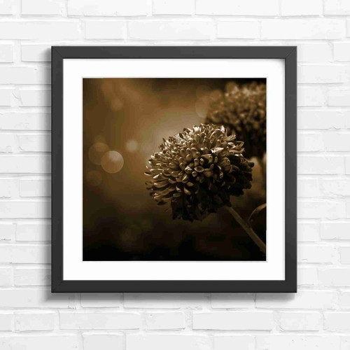 Vibrant pink chrysanthemum - vibrant,
