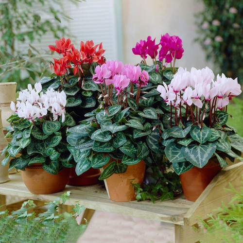 Cyclamen potted plants - cyclamen, |