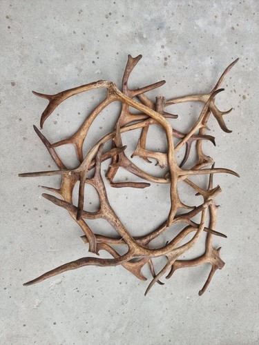 Fresh wild antlers - wild, deer