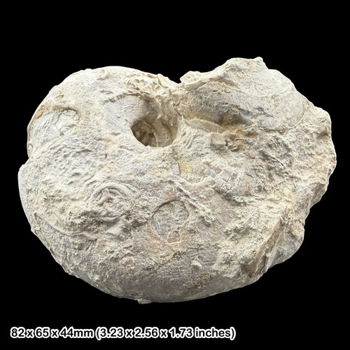 Fossil nautilus jurassic - fossil,
