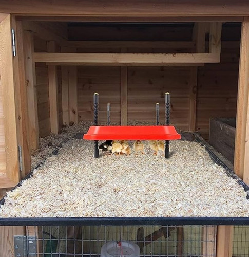 Heat lamp for chicks 16x16 - heat,