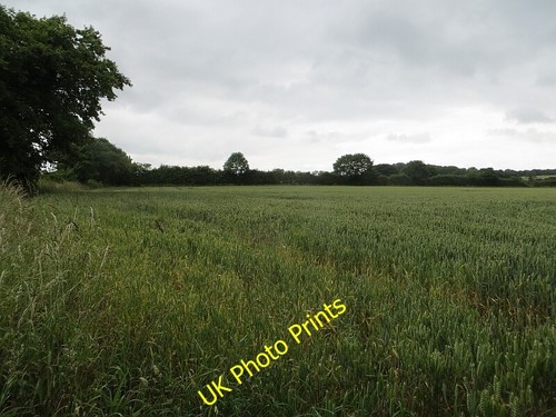 Photo 6x4 wheat senna lane - photo,