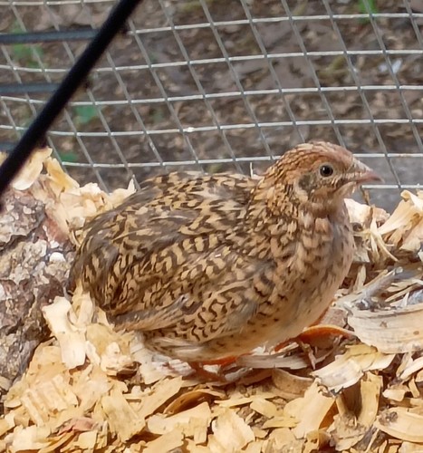 Button quail eggs - 12, +