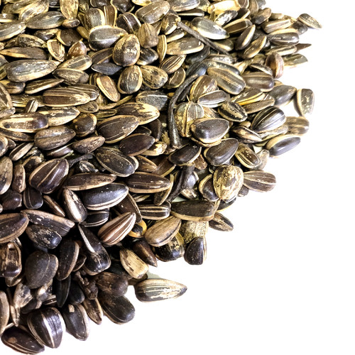 Medium striped sunflower - medium, seed