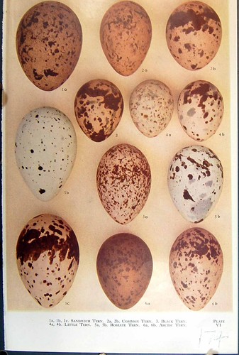 Old birds eggs raven - eggs, crow