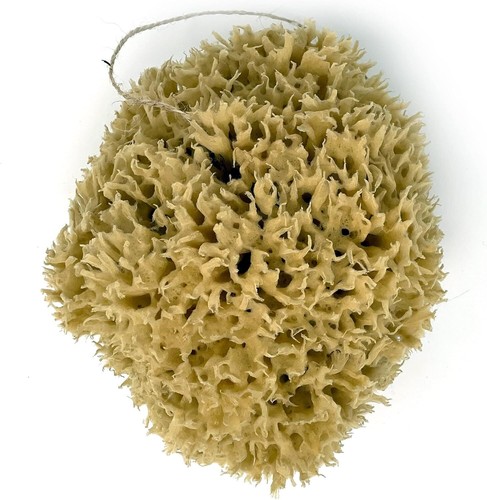 18cm extra large natural - extra,