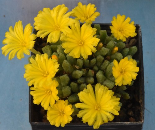 Conophytum tantillum ssp