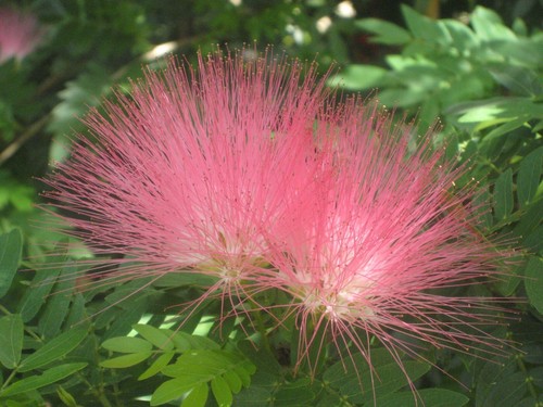 Calliandra pink fragrant - ,