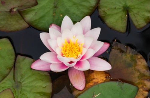 Nymphaea amabalis premium - nymphaea, "amabalis"