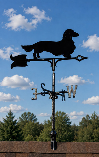 Dachshund longhair - longhair, 30"