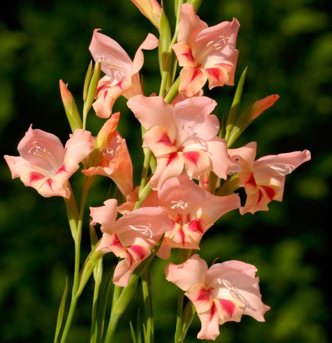 Gladioli nanus nathalie - 10,