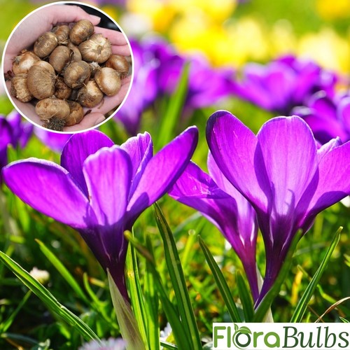 Crocus bulbs remembrance - crocus,