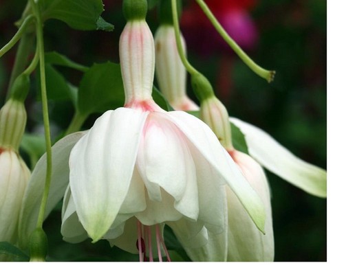 Fuchsia annabel plug - fuchsia,