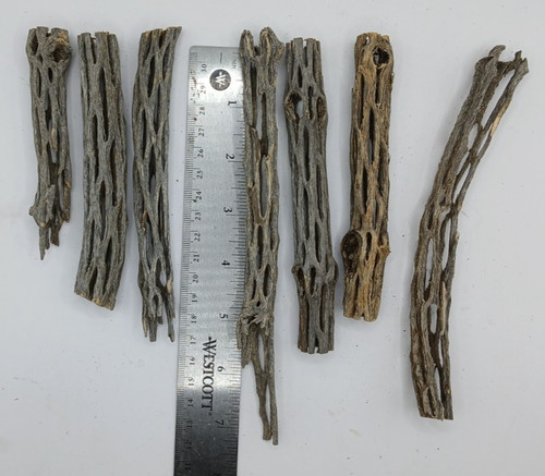 Cholla cactus wood - cholla,