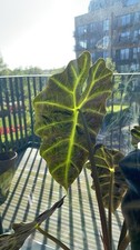 Corn* Alocasia Polly African