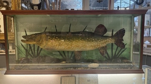 Taxidermy pike glass case - taxidermy,