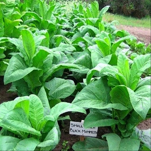Black mammoth tobacco seeds - seeds,