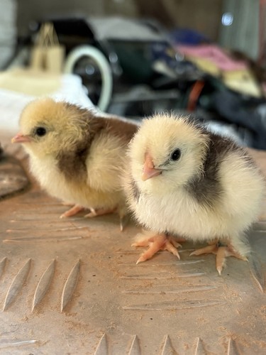 Silkie box - silkie,