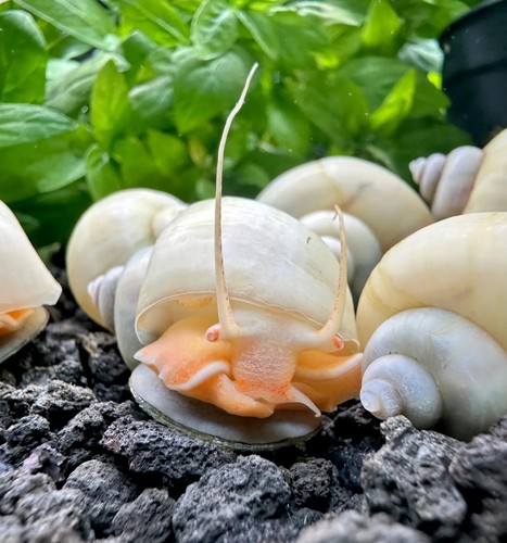 Ivory mystery snails - ivory,
