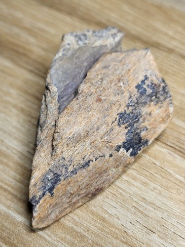 Triceratops fossil with - triceratops,
